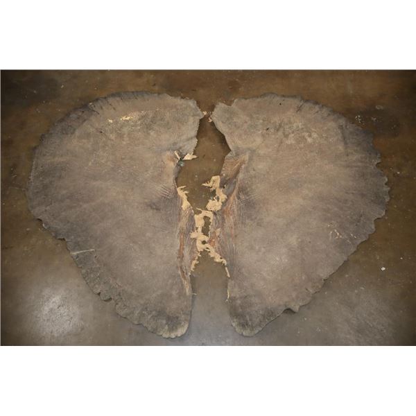 XL Set of (2) Tanned ELEPHANT Ears