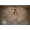 Image 1 : XL Set of (2) Tanned ELEPHANT Ears