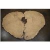 Image 4 : XL Set of (2) Tanned ELEPHANT Ears