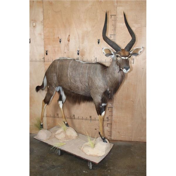 Big Life-sized NYALA on a Stationary Base