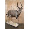 Image 1 : Big Life-sized NYALA on a Stationary Base