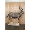 Image 2 : Big Life-sized NYALA on a Stationary Base