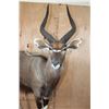 Image 3 : Big Life-sized NYALA on a Stationary Base