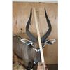 Image 4 : Big Life-sized NYALA on a Stationary Base