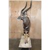 Image 5 : Big Life-sized NYALA on a Stationary Base