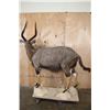 Image 6 : Big Life-sized NYALA on a Stationary Base