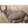 Image 7 : Big Life-sized NYALA on a Stationary Base