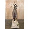 Image 8 : Big Life-sized NYALA on a Stationary Base