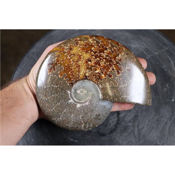 Whole Polished AMMONITE Fossil Specimen with Sutures from Madagascar