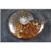 Image 5 : Whole Polished AMMONITE Fossil Specimen with Sutures from Madagascar