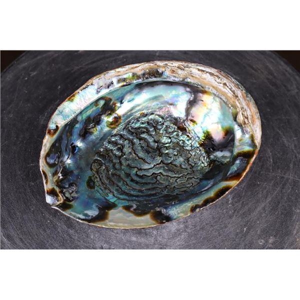 Big Polished Iridescent ABALONE SHELL