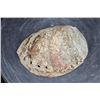 Image 5 : Big Polished Iridescent ABALONE SHELL