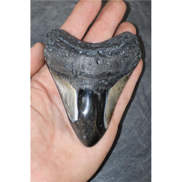 XXL MEGALODON Shark Tooth Fossil Specimen