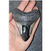 Image 1 : XXL MEGALODON Shark Tooth Fossil Specimen