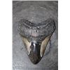 Image 2 : XXL MEGALODON Shark Tooth Fossil Specimen