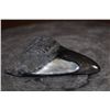 Image 4 : XXL MEGALODON Shark Tooth Fossil Specimen