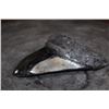 Image 5 : XXL MEGALODON Shark Tooth Fossil Specimen