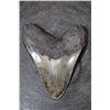 Image 6 : XXL MEGALODON Shark Tooth Fossil Specimen
