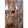 Image 4 : XL Polished PETRIFIED WOOD Egg with Inclusions on a Rotating Wood Display Stand