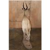 Image 10 : XL Life-sized LIMPOPO BUSHBUCK on a Natural Stationary Base