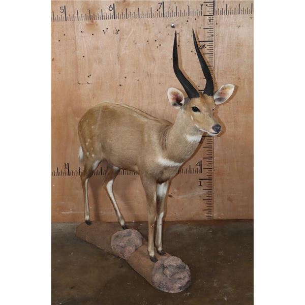 XL Life-sized LIMPOPO BUSHBUCK on a Natural Stationary Base