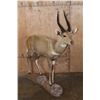 Image 1 : XL Life-sized LIMPOPO BUSHBUCK on a Natural Stationary Base