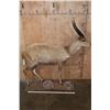 Image 2 : XL Life-sized LIMPOPO BUSHBUCK on a Natural Stationary Base