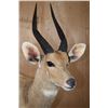 Image 4 : XL Life-sized LIMPOPO BUSHBUCK on a Natural Stationary Base