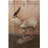 Image 5 : XL Life-sized LIMPOPO BUSHBUCK on a Natural Stationary Base