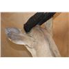 Image 6 : XL Life-sized LIMPOPO BUSHBUCK on a Natural Stationary Base