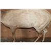 Image 7 : XL Life-sized LIMPOPO BUSHBUCK on a Natural Stationary Base