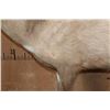 Image 8 : XL Life-sized LIMPOPO BUSHBUCK on a Natural Stationary Base
