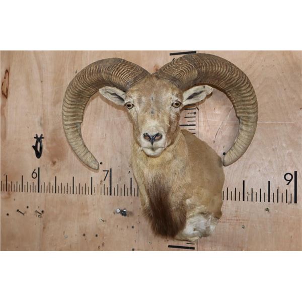 Big RED SHEEP Ram Shoulder Mount