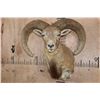 Image 1 : Big RED SHEEP Ram Shoulder Mount