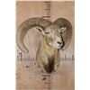 Image 2 : Big RED SHEEP Ram Shoulder Mount