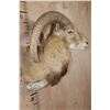 Image 3 : Big RED SHEEP Ram Shoulder Mount