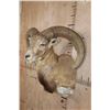 Image 4 : Big RED SHEEP Ram Shoulder Mount