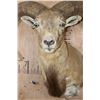 Image 5 : Big RED SHEEP Ram Shoulder Mount