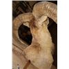 Image 6 : Big RED SHEEP Ram Shoulder Mount