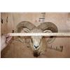 Image 7 : Big RED SHEEP Ram Shoulder Mount