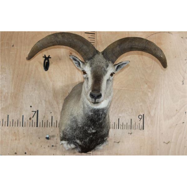 HIMALAYAN BLUE SHEEP Ram Shoulder Mount