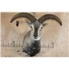 Image 1 : HIMALAYAN BLUE SHEEP Ram Shoulder Mount