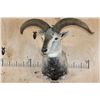 Image 2 : HIMALAYAN BLUE SHEEP Ram Shoulder Mount