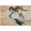 Image 3 : HIMALAYAN BLUE SHEEP Ram Shoulder Mount