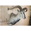 Image 4 : HIMALAYAN BLUE SHEEP Ram Shoulder Mount