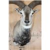 Image 5 : HIMALAYAN BLUE SHEEP Ram Shoulder Mount