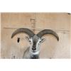 Image 6 : HIMALAYAN BLUE SHEEP Ram Shoulder Mount