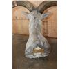 Image 7 : HIMALAYAN BLUE SHEEP Ram Shoulder Mount
