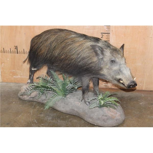 Life-sized BUSHPIG on a Decorative Base with Wheels