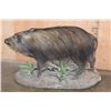 Image 4 : Life-sized BUSHPIG on a Decorative Base with Wheels